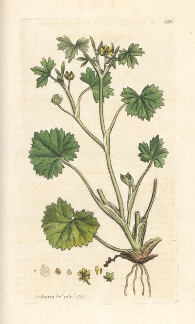 Pienikukkainen leinikki, Ranunculus parviflorus (buttercup) Käsinvärinen kuparilevykaiverrus James Sowerbyn kuvituksen mukaan James Smithin Englannin kasvitieteestä Lontoossa tekijältä James Sowerby