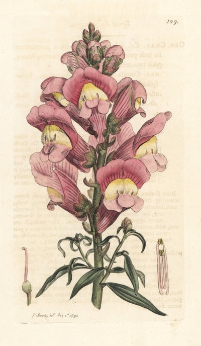 Snapdragon, Antirrhinum majus Käsinvärinen kuparikaiverrus James Sowerbyn kuvituksen jälkeen James Smithin Englannin kasvitieteellisestä lehdestä Lontoossa tekijältä James Sowerby