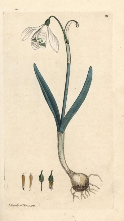 Lumikello, Galanthus nivalis. Käsinvärinen kuparikaiverrus James Sowerbyn kuvituksen jälkeen James Smithin Englannin kasvitieteellisestä lehdestä Lontoossa tekijältä James Sowerby