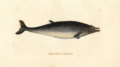 Sowerbyn nokkavalas, Mesoplodon bidens (Physeter bidens, kaksihampainen kaskelotti). James Sowerbyn käsinvärinen kuparikaiverrus The British Miscellanysta tai värillisiä hahmoja uusista, harvinaisista tai vähän tunnetuista eläimistä. tekijältä James Sowerby
