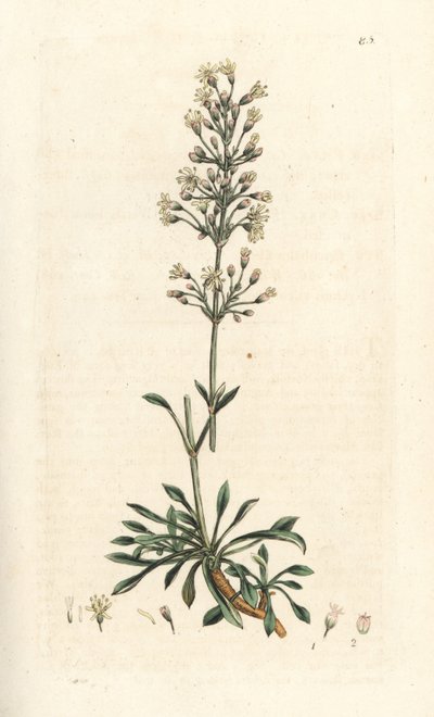 espanjalainen saalisperho, Silene otites (espanjalainen campion, Cucubalus otites) (silene a pienet lehdet) Käsinvärinen kuparikaiverrus James Sowerbyn kuvituksen jälkeen James Smithin Englannin kasvitieteestä, Lontoo tekijältä James Sowerby