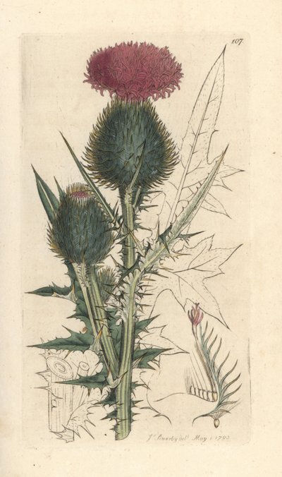 Keihäsohdake, Cirsium vulgare (Carduus lanceolatus) (Common Cirse) Käsinvärinen kuparikaiverrus James Sowerbyn kuvituksen mukaan James Smithin Englannin kasvitieteestä Lontoossa tekijältä James Sowerby