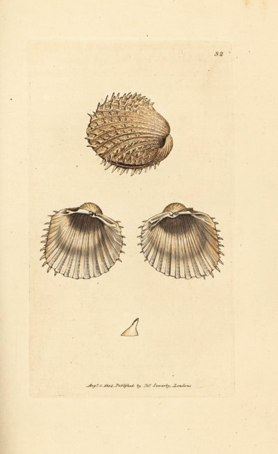 Piikkasimpukka, Acanthocardia aculeata (Cardium spinosum). James Sowerbyn käsinvärinen kuparikaiverrus The British Miscellanysta tai värillisiä hahmoja uusista, harvinaisista tai vähän tunnetuista eläimistä. tekijältä James Sowerby