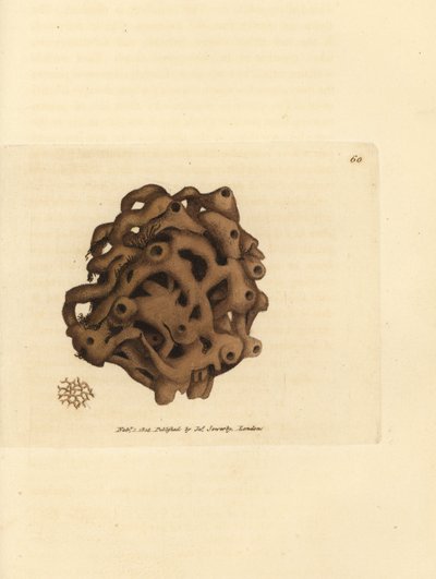 Sieni, Haliclona cinerea (Peruutettu sieni, Spongia cancellata). James Sowerbyn käsinvärinen kuparikaiverrus The British Miscellanysta tai värillisiä hahmoja uusista, harvinaisista tai vähän tunnetuista eläimistä. tekijältä James Sowerby