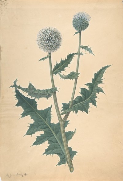 Tutkimus ohdakkeesta ennen vuotta 1822. tekijältä James Sowerby