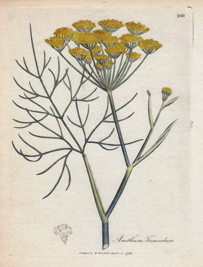 Makea fenkoli (tai Provence-fenkoli). Käsinvärjätty kuparikaiverrus James Sowerbyn (1757-1822) piirroksesta Botanique Medicinalessa tekijältä James Sowerby