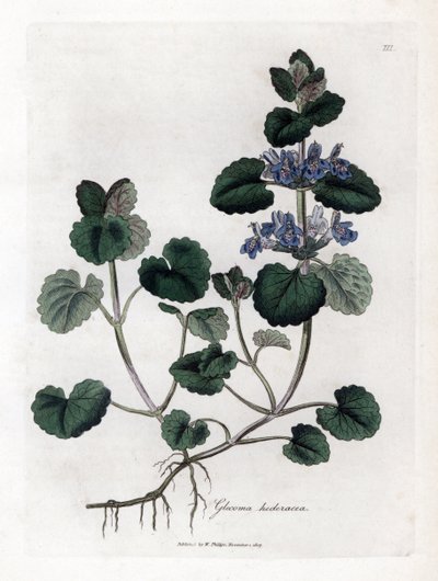 Terrestrial Ivy - Maamuratti, Glecoma hederacea. Käsinvärinen kuparilevykaiverrus James Sowerbyn kasvitieteellisestä kuvituksesta William Woodvillesta ja Sir William Jackson Hookerin "" Medical Botany" -teoksesta, John Bohn, Lontoo tekijältä James Sowerby
