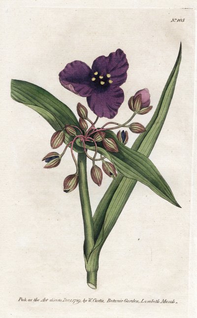 Tradescantia ou setcreasee - James Sowerbyn (1757-1822) litografia, William Curtisin kasvitieteellinen aikakauslehti (1746-1799) tekijältä James Sowerby