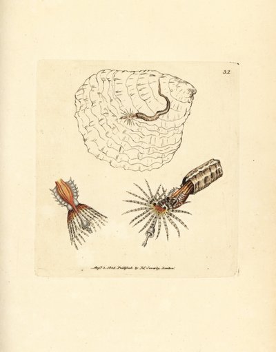Putkenrakennus annelid fanworm, Spirobranchus triqueter. James Sowerbyn käsinvärinen kuparikaiverrus The British Miscellanysta tai värillisiä hahmoja uusista, harvinaisista tai vähän tunnetuista eläimistä. tekijältä James Sowerby