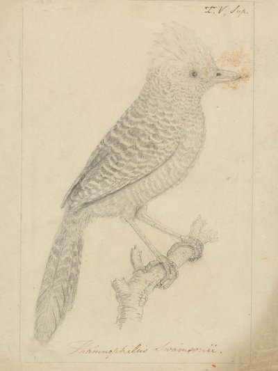 Tufted Antshrike tekijältä James Sowerby