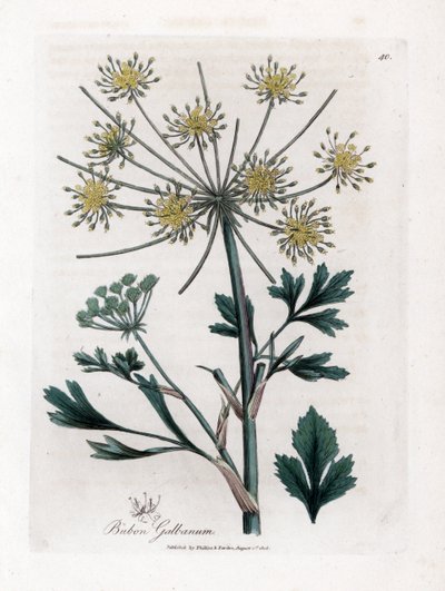 Variete umbellifere, joka tuottaa hartsikumia - Lovage-leaved bubon, Bubon galbanum. Käsinvärinen kuparilevykaiverrus James Sowerbyn kasvitieteellisestä kuvituksesta William Woodvillesta ja Sir William Jackson Hookerin "" Medical Botany" -teoksesta, John B tekijältä James Sowerby