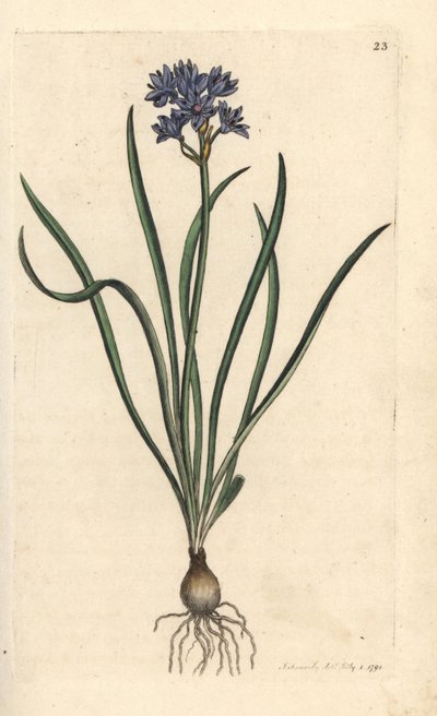 Kevät- tai kevätkiilto, Scilla verna (Spring Scille) Käsinvärinen kuparikaiverrus James Sowerbyn kuvituksen mukaan James Smithin Englannin kasvitieteestä Lontoossa tekijältä James Sowerby