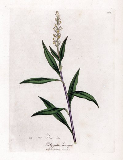 Virginia polygale tai maitoruoho - Senega, Polygala senega. Käsinvärinen kuparikaiverrus James Sowerbyn kasvitieteellisestä kuvituksesta William Woodvillesta ja Sir William Jackson Hookerin "" Medical Botany" -teoksesta, John Bohn, Lontoo tekijältä James Sowerby