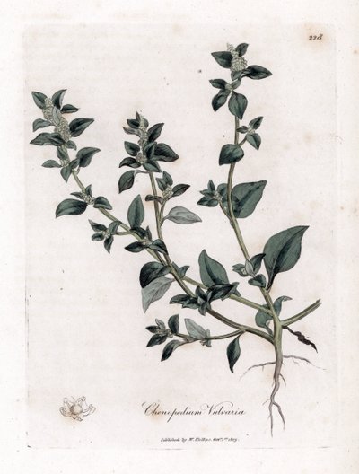 Vuvaire - Haiseva hanhenjalka, Chenopodium vulvaria. Käsinvärinen kuparilevykaiverrus James Sowerbyn kasvitieteellisestä kuvituksesta William Woodvillesta ja Sir William Jackson Hookerin "" Medical Botany" -teoksesta, John Bohn, Lontoo tekijältä James Sowerby