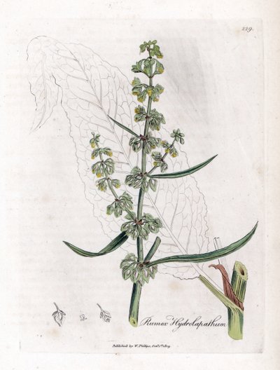 Water Patience tai Aquatic Patience - Upea vesilaituri, Rumex hydrolapatum. Käsinvärinen kuparilevykaiverrus James Sowerbyn kasvitieteellisestä kuvituksesta William Woodvillesta ja Sir William Jackson Hookerin "" Medical Botany" -teoksesta, John Bohn, Lont tekijältä James Sowerby