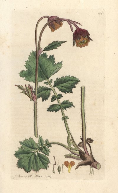 Water avens, Geum rivale Käsinvärinen kuparikaiverrus James Sowerbyn kuvituksen mukaan James Smithin Englannin kasvitieteestä Lontoossa tekijältä James Sowerby