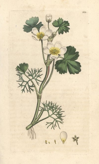 Vesivarisjalka, Ranunculus aquatilis (Aquatic Buttercup) Käsinvärinen kuparikaiverrus James Sowerbyn kuvituksen jälkeen James Smithin Englannin kasvitieteestä Lontoossa tekijältä James Sowerby