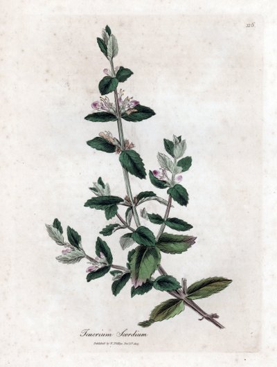 Water germandree - Vesigermander, Teucrium scordium. Käsinvärinen kuparilevykaiverrus James Sowerbyn kasvitieteellisestä kuvituksesta William Woodvillesta ja Sir William Jackson Hookerin "" Medical Botany" -teoksesta, John Bohn, Lontoo tekijältä James Sowerby