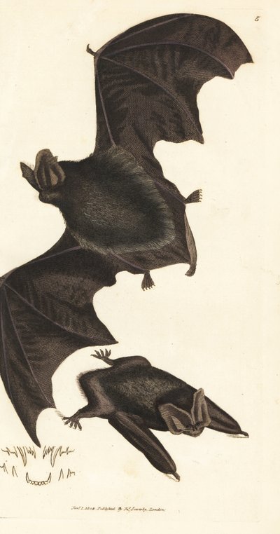 Länsi-barbastelle-lepakko, Barbastella barbastellus barbastellus (Vespertilio barbastellus). James Sowerbyn käsinvärinen kuparikaiverrus The British Miscellanysta tai värillisiä hahmoja uusista, harvinaisista tai vähän tunnetuista eläimistä. tekijältä James Sowerby