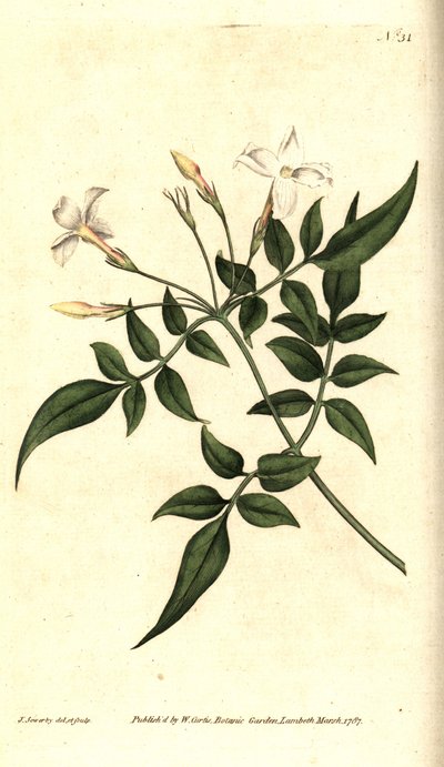 Valkoinen jasmiini (tai Jasmine officinal) - tavallinen jasmiini tai jessamiini, Jasminum officinale. James Sowerbyn käsinvärinen kuparikaiverrus ja kasvitieteellinen kuvitus William Curtisin The Botanical Magazinesta, Lambeth Marsh, Lontoo tekijältä James Sowerby