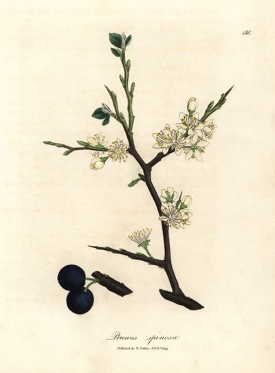 Sloe-puun, Prunus spinosa, valkoinen kukka ja siniset marjat tekijältä James Sowerby