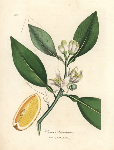 Appelsiinipuun, Citrus aurantium, valkoiset kukat ja kypsät hedelmät tekijältä James Sowerby