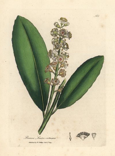 Valkoinen kukkainen kirsikkalaakeripuu, Prunus laurocerasus tekijältä James Sowerby