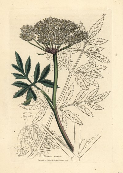 Valkokukkainen vesihemlock, Cicuta virosa tekijältä James Sowerby