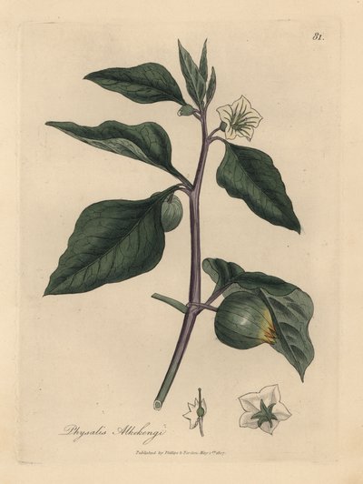 Valkoinen kukkainen talvikirsikka, Physalis alkekengi tekijältä James Sowerby