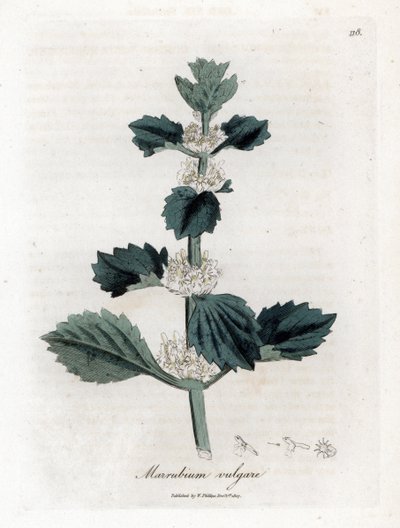 Valkoinen tai tavallinen marrube - Valkoinen horehound, Marubium vulgare. Käsinvärinen kuparikaiverrus James Sowerbyn kasvitieteellisestä kuvituksesta William Woodvillesta ja Sir William Jackson Hookerin "" Medical Botany" -teoksesta, John Bohn, Lontoo tekijältä James Sowerby