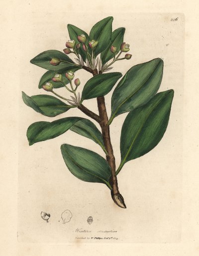 Talven kuoripuu, Wintera aromatica, Drimys winteri tekijältä James Sowerby