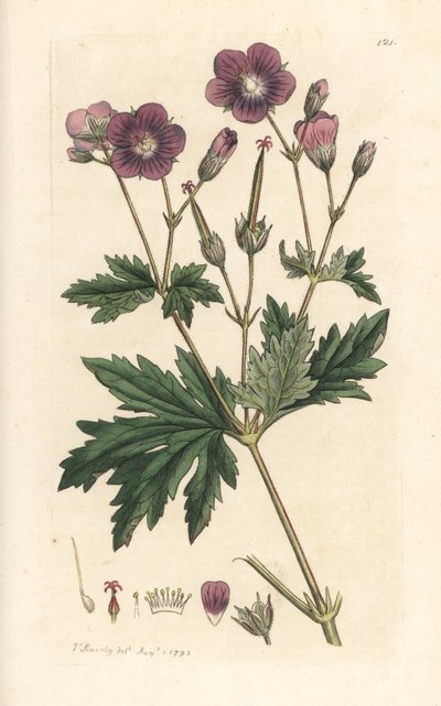 Puukurkkunokka tai metsägeranium, Geranium sylvatium (puugeranium) Käsinvärinen kuparilevykaiverrus James Sowerbyn kuvituksen mukaan James Smithin Englannin kasvitieteestä Lontoossa tekijältä James Sowerby