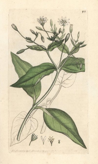 Puinen stichwort, Stellaria nemorum Käsinvärinen kuparilevykaiverrus James Sowerbyn kuvituksen mukaan James Smithin Englannin kasvitieteestä Lontoossa tekijältä James Sowerby