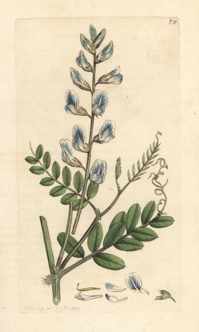 Puuvirna, Vicia sylvatica (vesce des bois) Käsinvärinen kuparikaiverrus James Sowerbyn kuvituksen mukaan James Smithin Englannin kasvitieteestä Lontoossa tekijältä James Sowerby