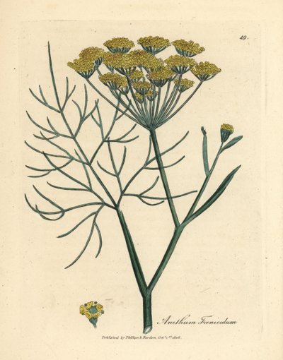 Keltakukkainen fenkoli, Anethum foeniculum tekijältä James Sowerby