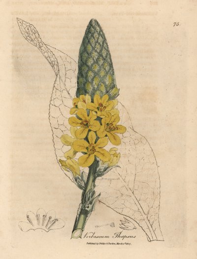 Keltakukkainen suurileveälehtinen mullein, Verbascum thapsus tekijältä James Sowerby