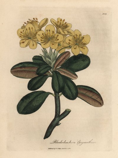 Keltakukkainen rhododendron, Rhododendron chrysanthemum tekijältä James Sowerby