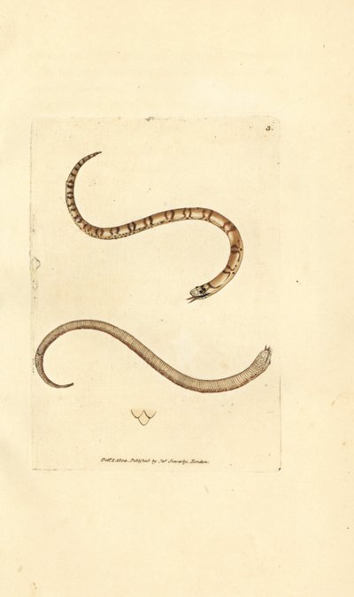 Nuori sileä käärme, Coronella austriaca (Dumfriesshire käärme, Coluber dumfrisiensis). James Sowerbyn käsinvärinen kuparikaiverrus The British Miscellanysta tai värillisiä hahmoja uusista, harvinaisista tai vähän tunnetuista eläimistä. tekijältä James Sowerby