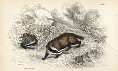 Mäyrä, Meles meles (Meles taxus). Lizarsin käsinvärinen teräskaiverrus James Stewartin kuvituksen jälkeen William Jardinen Naturalist
