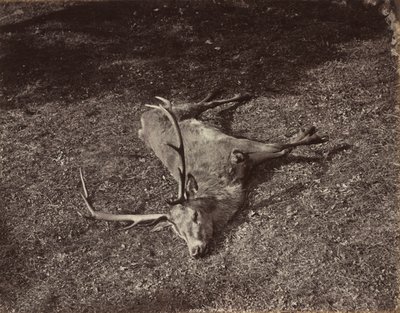 Royal Stag, n. 1870. tekijältä James Valentine