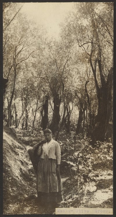 Massa - Olive Grove tekijältä James W. Holcombe