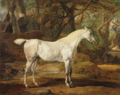 Harmaa arabialainen ori, Sir Watkin Williams-Wynnin omaisuus, n. 1815-20 (öljy kankaalle) tekijältä James Ward