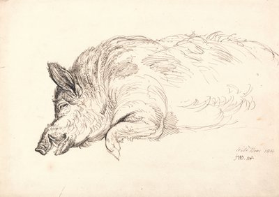 Villisika, unessa tai kuolleena, 1814 tekijältä James Ward