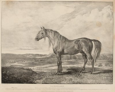 Kööpenhamina Hevosen ratsasti Wellingtonin herttua Waterloon taistelussa, kasvatti kenraali Grosvenor, n. 1824 (litografia) tekijältä James Ward