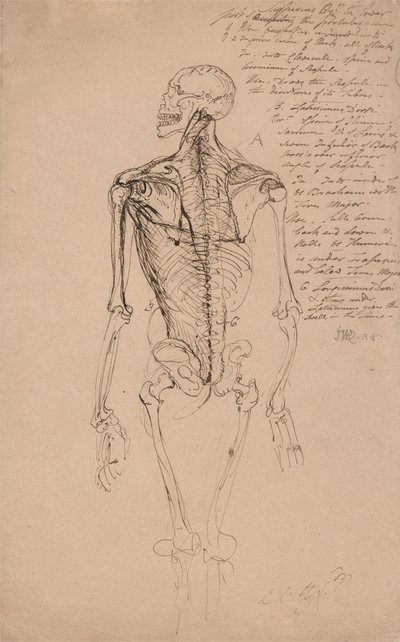 Desenho do esqueleto de um homem finlandês tekijältä James Ward