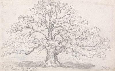 Howardin suuri tammi, 5. elokuuta 1820 tekijältä James Ward