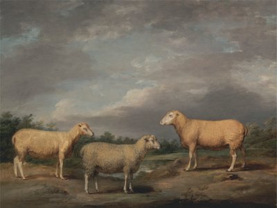 Ryelands Sheep, King