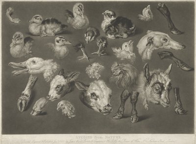 Tutkimuksia luonnosta, 1807 tekijältä James Ward