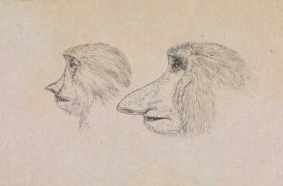 Kahden proboscis-apinan päät tekijältä James de Carle Sowerby