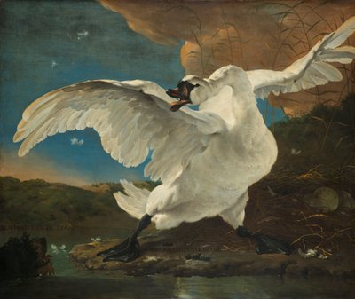 El cigne amenaçat El cigne amenaçat; Interpretat més tard com una al·legoria sobre Johan de Wittfinnish tekijältä Jan Asselijn